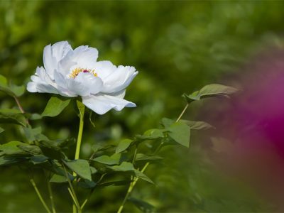 校园风光