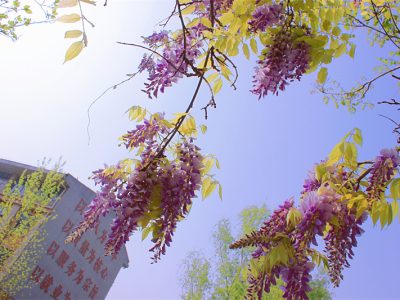 校园风光